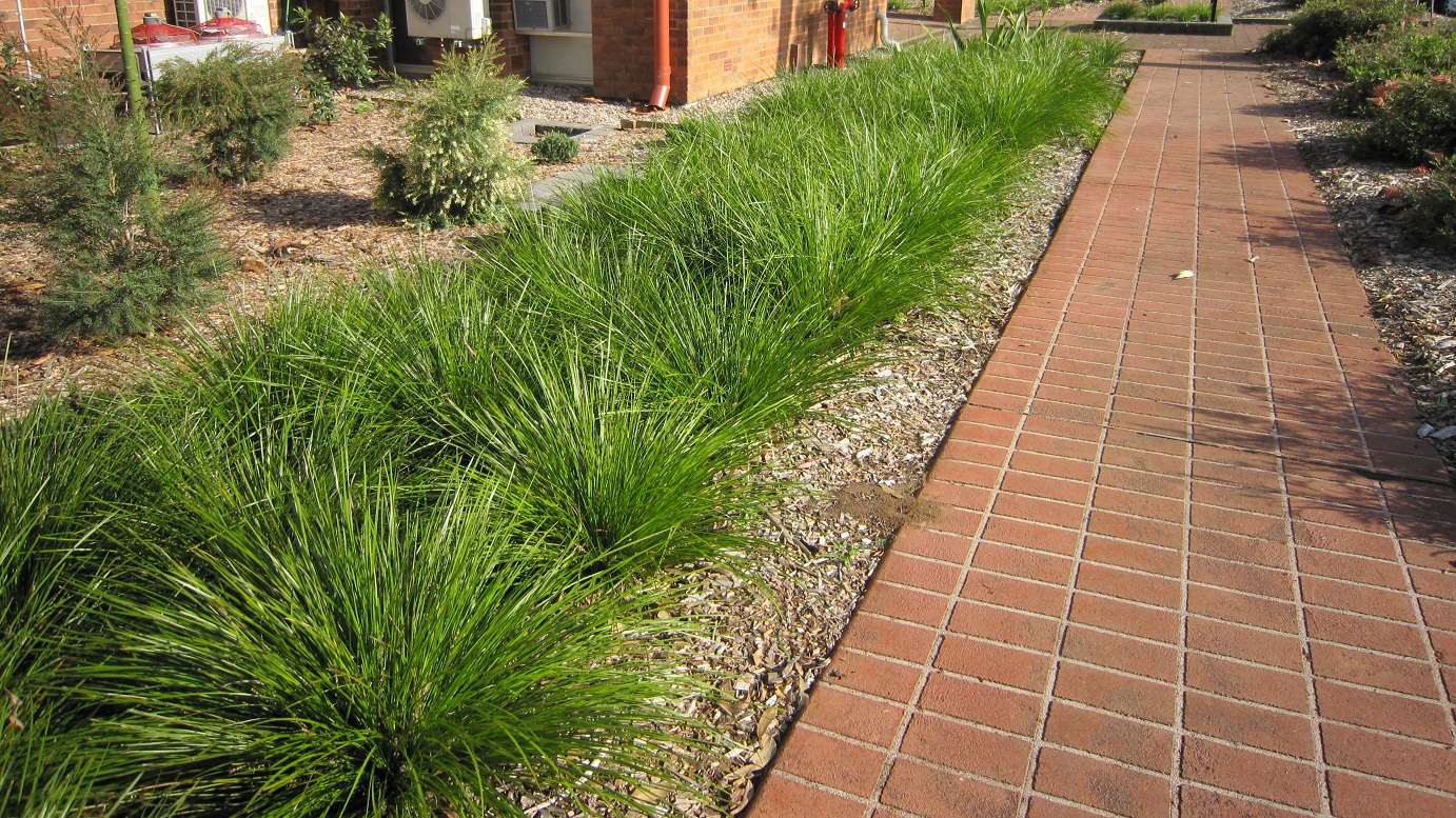 Lomandra 'Tanika' (Tanika Lomandra)