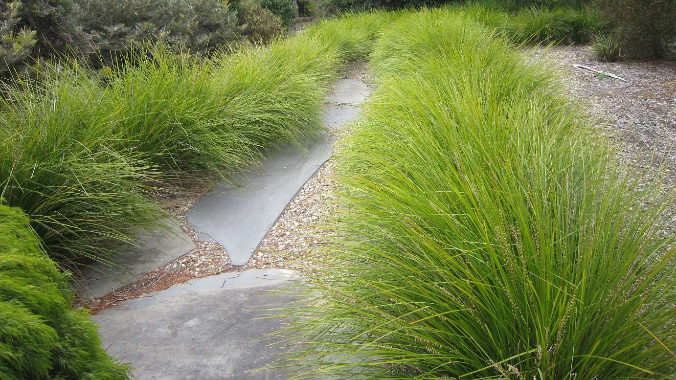 Lomandra 'Tanika' (Tanika Lomandra)