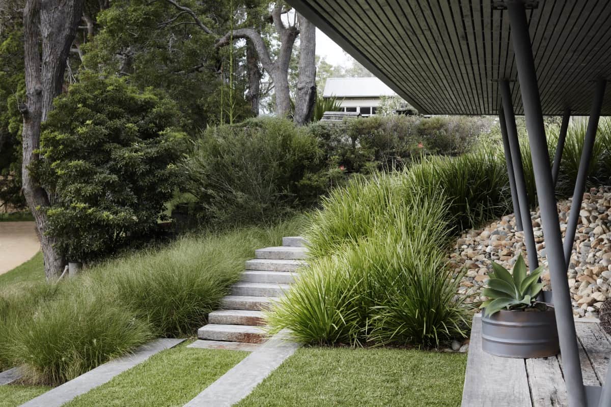 Lomandra hystrix elegantly planted along the pathway of a beautiful house, enhancing the garden's aesthetic with its vibrant green leaves and subtle white flowers.
