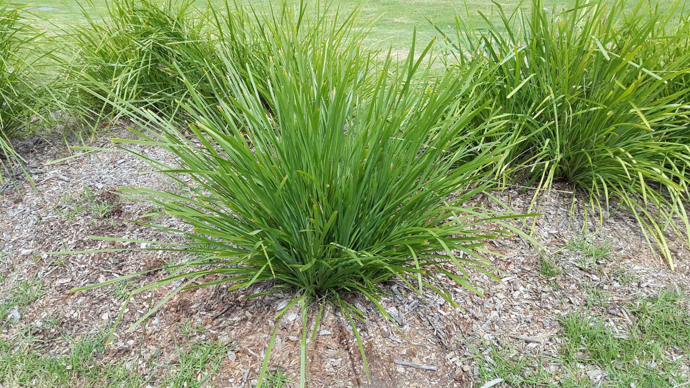 Lomandra Longifolia (Spiny-Head Mat Rush)