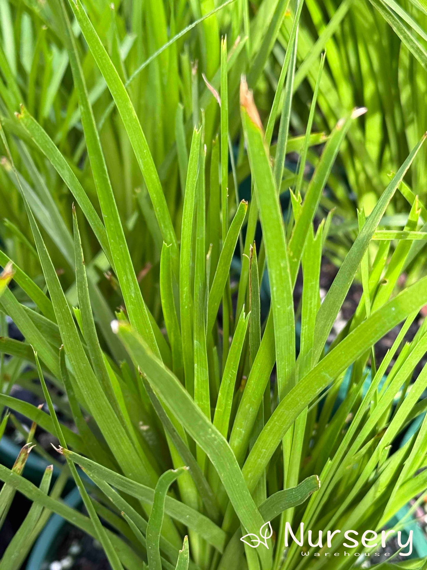 Lomandra Confertifolia ‘Lime Tuff’ (Lime Tuff Mat Rush)