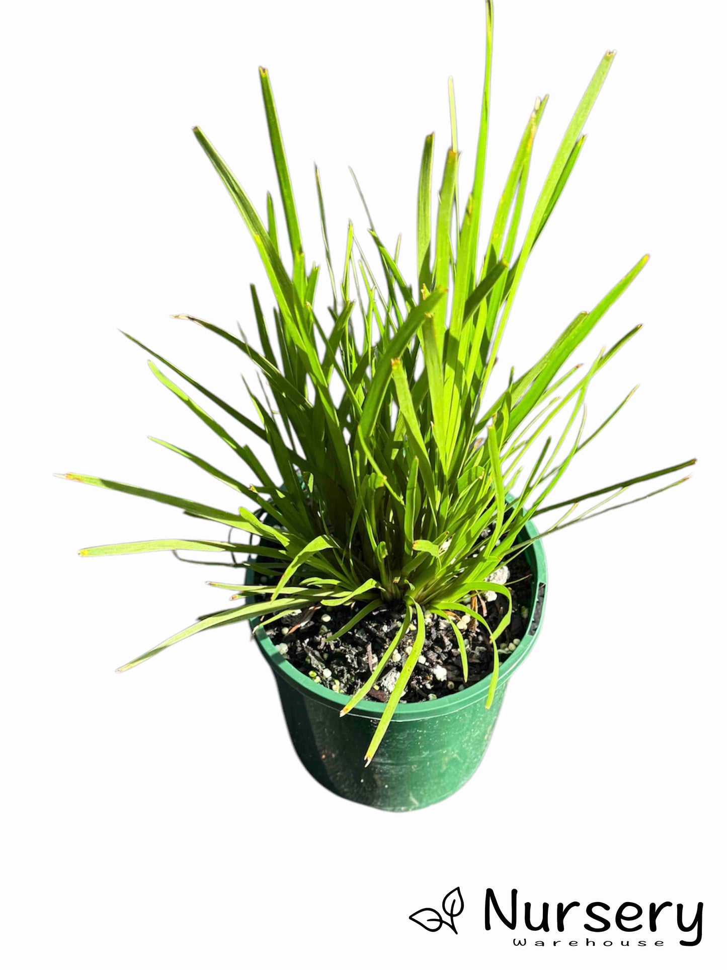 Lomandra Confertifolia ‘Lime Tuff’ (Lime Tuff Mat Rush)