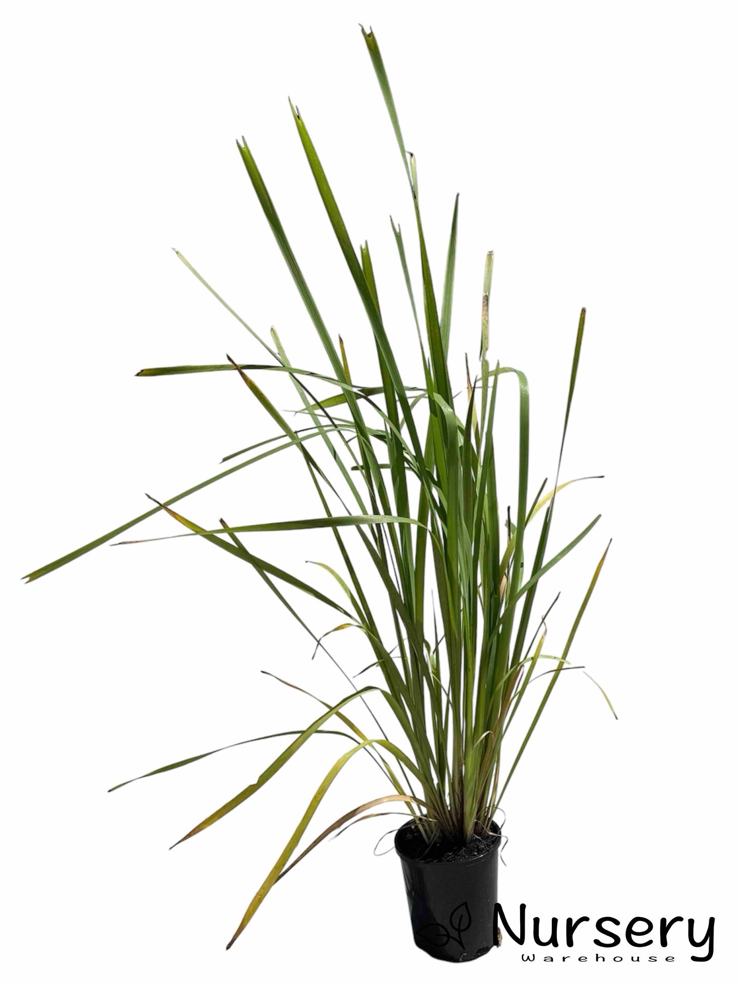 Lomandra Longifolia in a pot, showcasing its lush green strappy foliage, ready for sale.