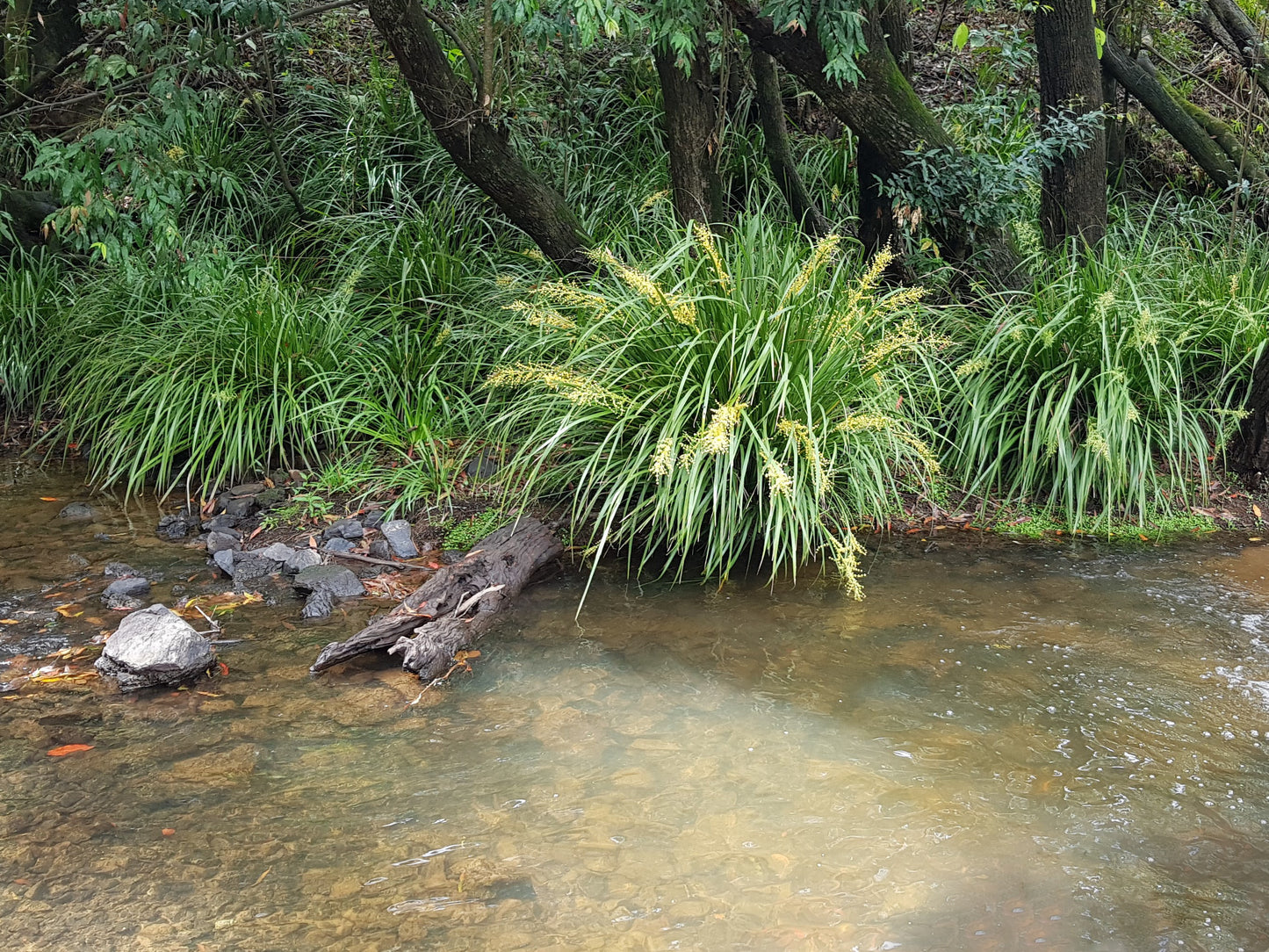 Lomandra hystrix growing along a river bank, contributing to erosion control while providing habitat for wildlife with its dense clumping habit and attractive foliage.
