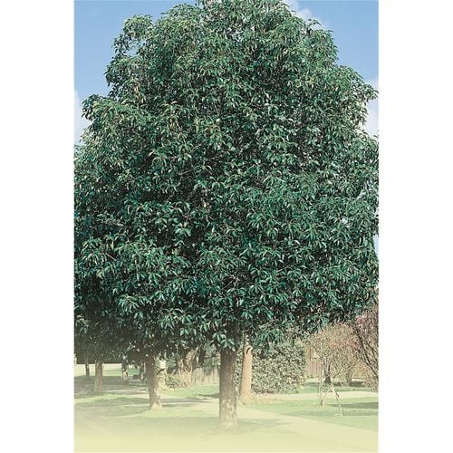 Mature Lophostemon confertus (QLD Brush Box) tree standing proudly in a paddock, displaying its impressive height and dense canopy, perfect for providing shade.
