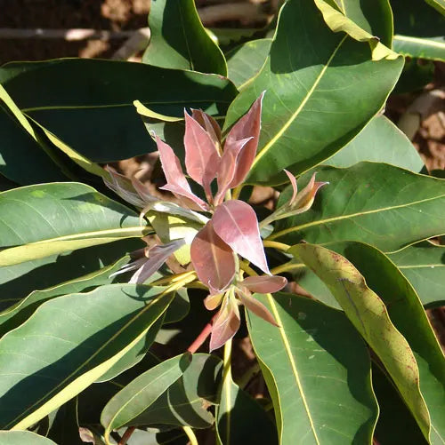 Close-up of Lophostemon confertus (QLD Brush Box) showcasing its vibrant flower buds and lush leaves, highlighting the unique texture and colour of the foliage.
