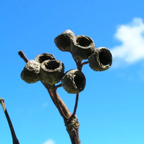 Close-up of the buds from Lophostemon confertus (QLD Brush Box), highlighting their distinctive shape and texture, an important feature of this native tree.
