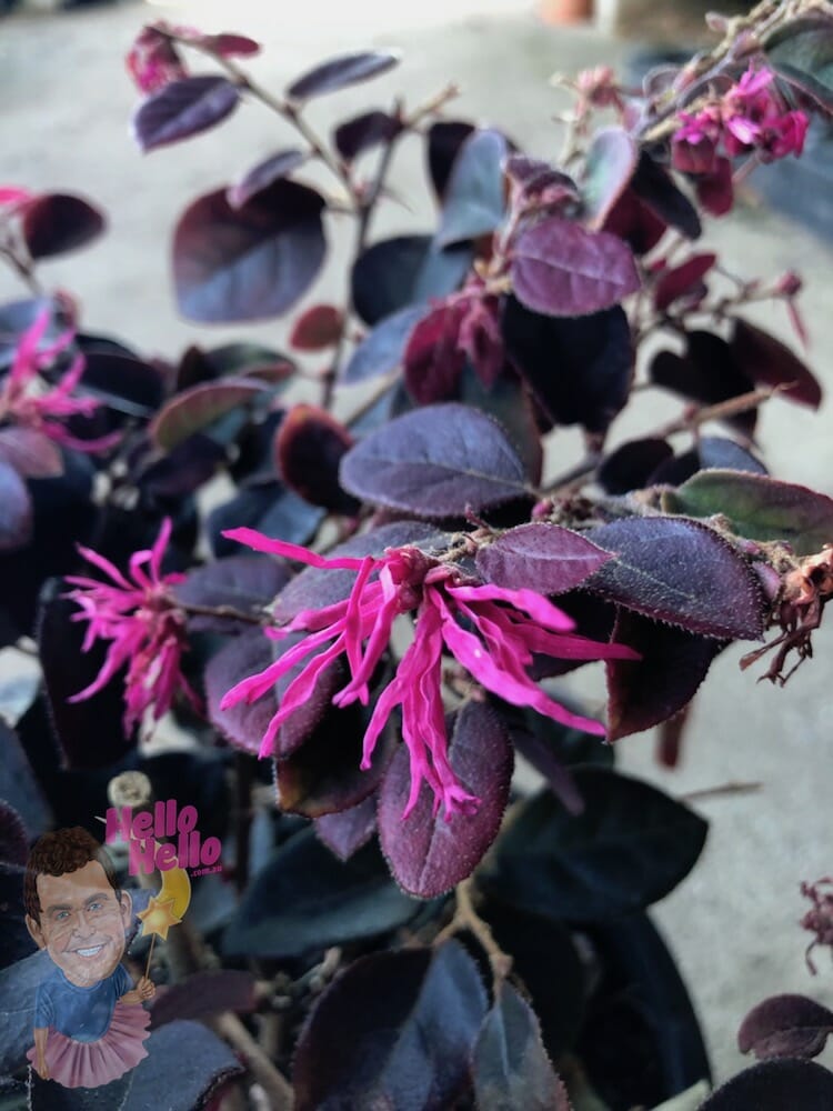 Loropetalum Chinense 'Purple Diamond' (Chinese Fringe Flower)