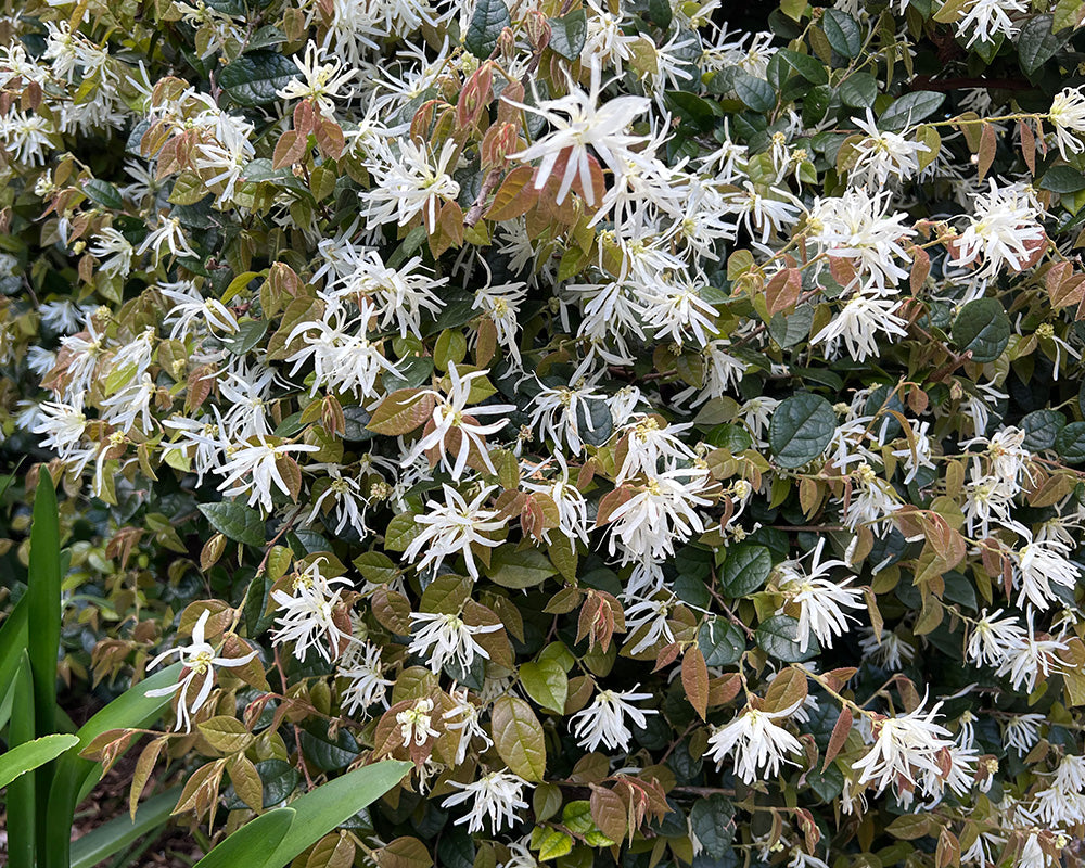 Loropetalum Chinense (Bobz White)