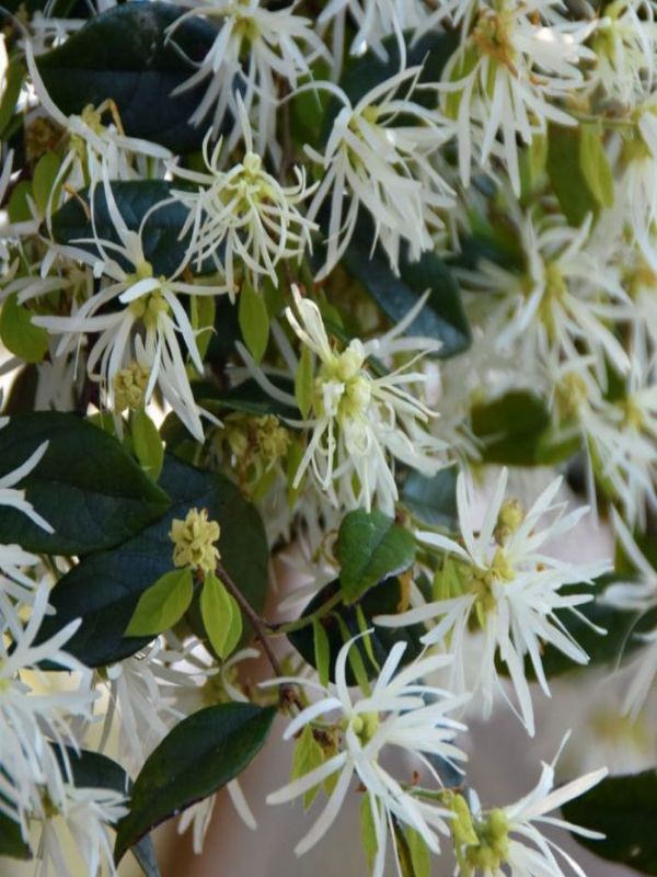 Loropetalum Chinense (Bobz White)