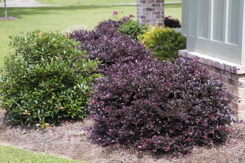 Loropetalum Chinense 'Purple Diamond' (Chinese Fringe Flower)