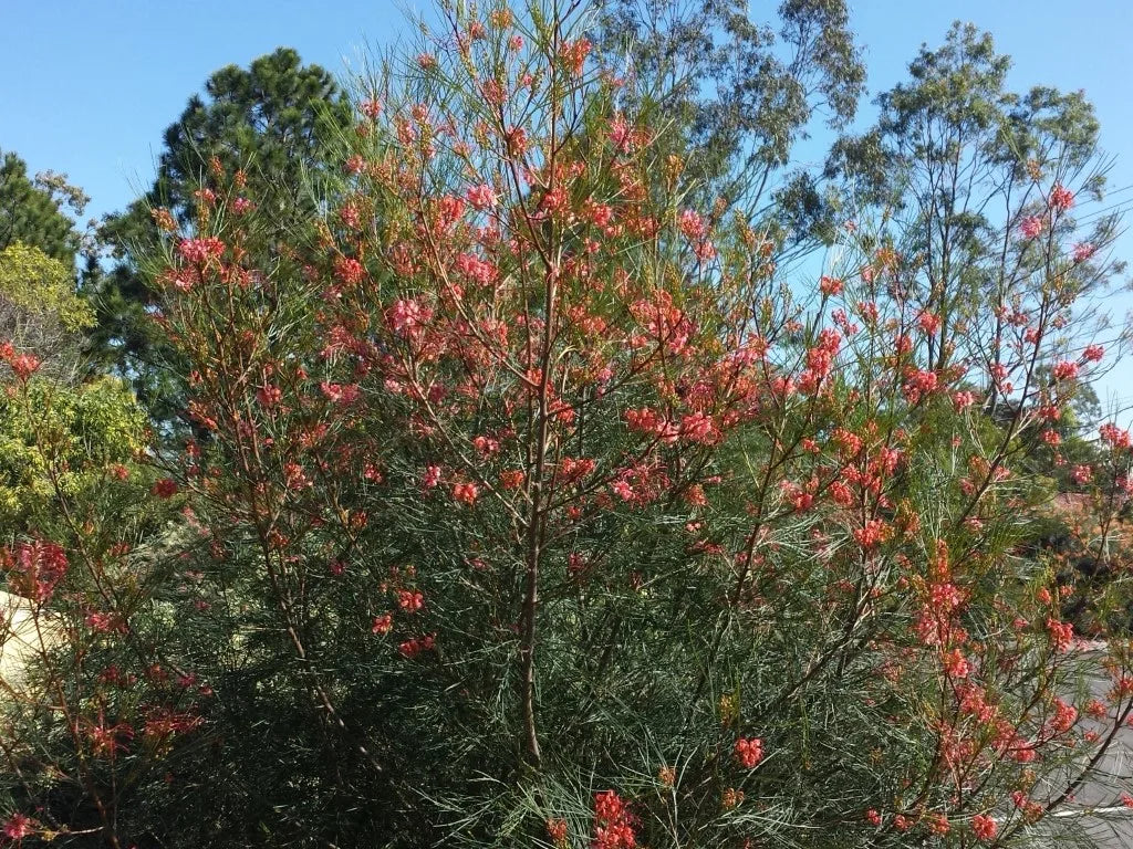 Grevillea 'Elegance'