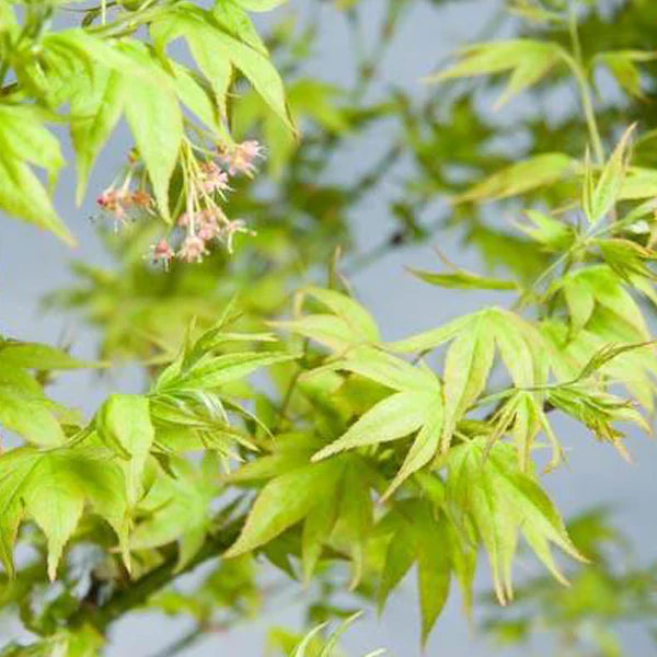 Acer palmatum 'Ryuzu' (Ryuzu Dwarf Japanese Maple)