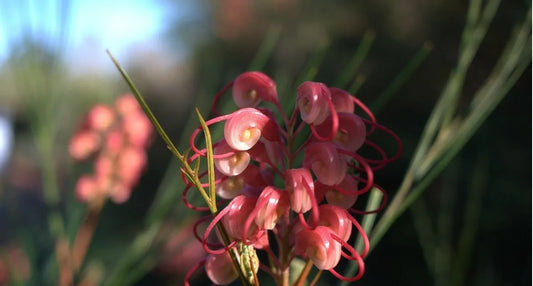 Grevillea 'Elegance'