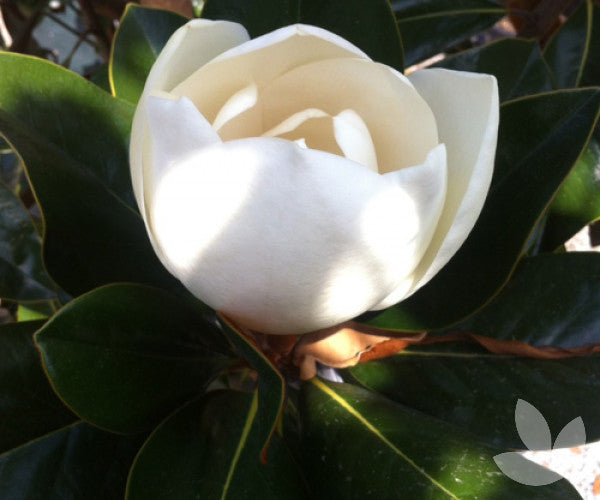 Magnolia Grandiflora (Coolwyn Gloss)