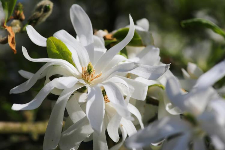 Magnolia Stellata (Royal Star Magnolia)