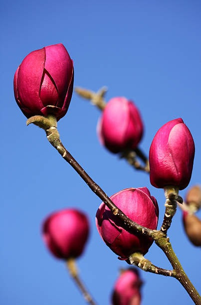 Close-up of Magnolia 'Black Tulip' showcasing purply pink flowers in full bloom, highlighting their rich colour and petal details.
