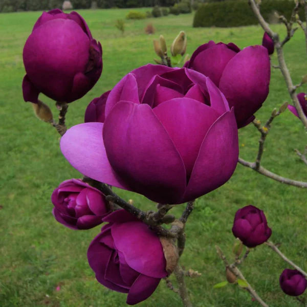 Detailed close-up of Magnolia 'Black Tulip' flowers, featuring vibrant purple petals that exemplify the tree's unique beauty.
