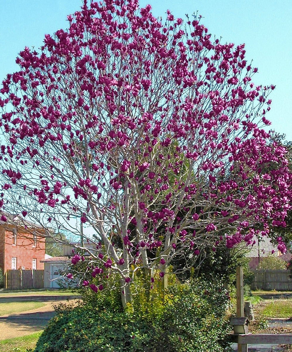 Mature Magnolia 'Black Tulip' tree covered in abundant purply flowers, creating a stunning display in a garden setting.
