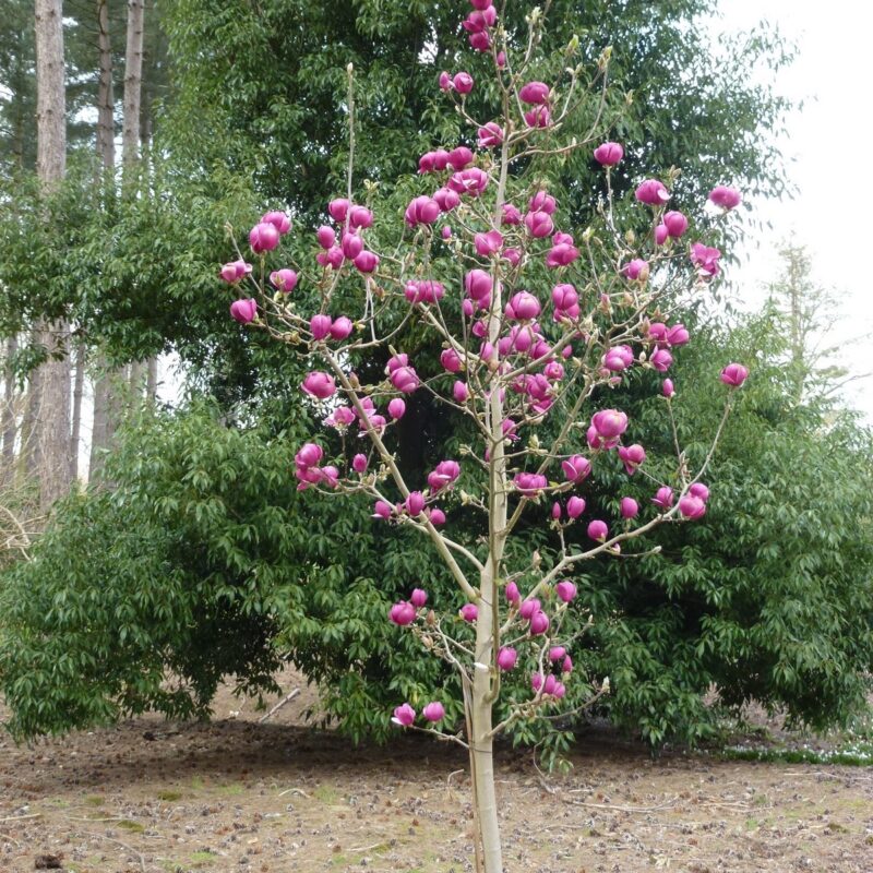 Smaller Magnolia 'Black Tulip' tree adorned with purple flowers, enhancing the landscape with its striking colour.
