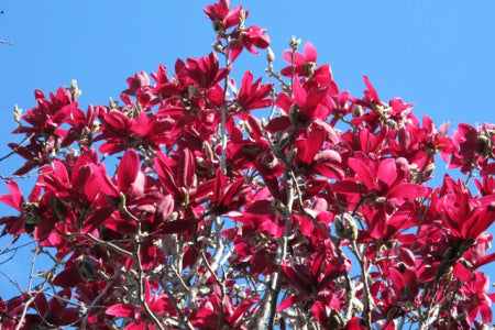 Detailed close-up of Magnolia 'Burgundy Star' flowers, displaying the stunning pink hues and intricate texture of the petals.
