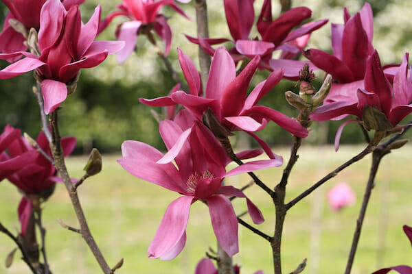 Close-up of Magnolia 'Burgundy Star' showcasing vibrant pinky flowers in full bloom, highlighting their rich colour and petal details.
