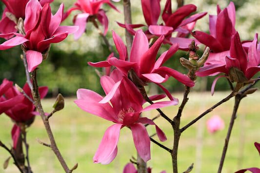 Close-up of Magnolia 'Burgundy Star' showcasing vibrant pinky flowers in full bloom, highlighting their rich colour and petal details.
