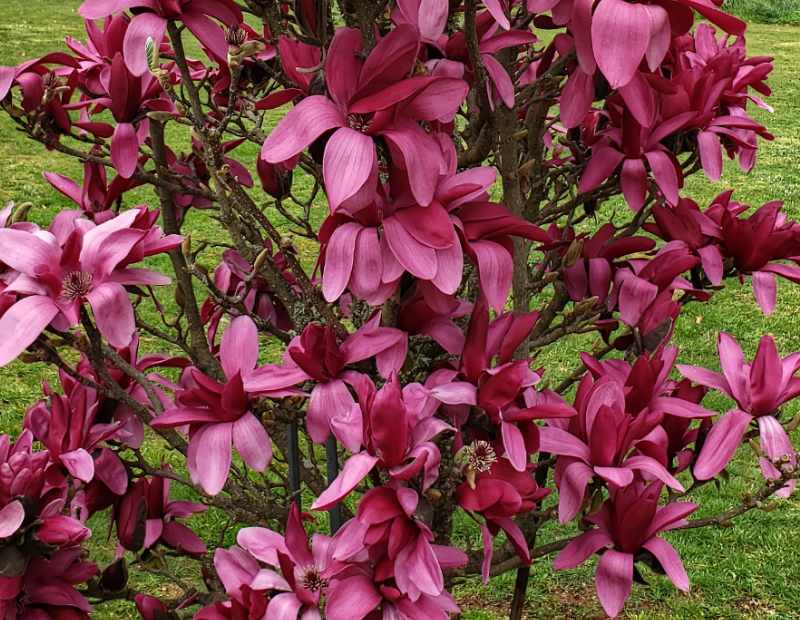 Magnolia 'Burgundy Star' flowers captured in a close-up shot, emphasizing the vibrant pink colour and beauty of the blossoms.
