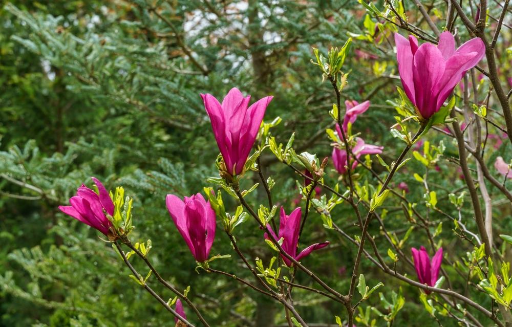 Another close-up of the vibrant pinky flowers on Magnolia 'Burgundy Star', showcasing their beauty against a blurred background.
