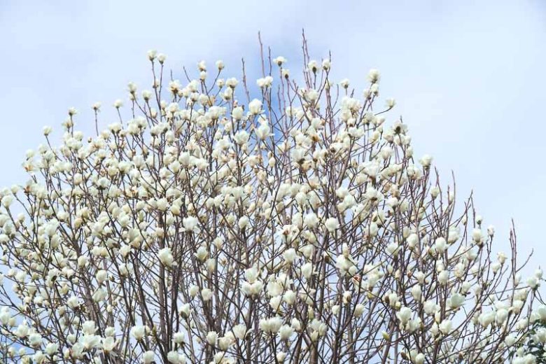 View of the top of a mature Magnolia denudata (Lily Tree), covered in white flowers, showcasing its graceful form.
