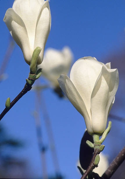 Close-up of Magnolia denudata (Lily Tree) showcasing delicate white flowers in full bloom.
