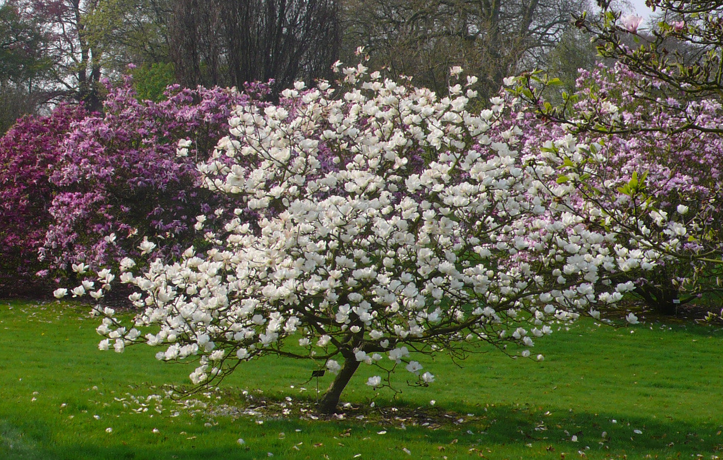 Mature Magnolia denudata (Lily Tree) in a park setting, displaying an abundance of white flowers against a serene backdrop.
