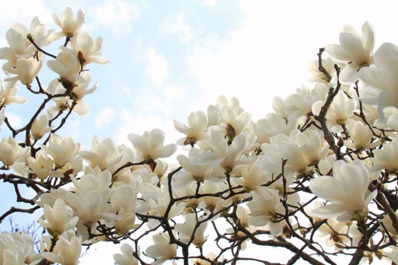 Another close-up of Magnolia denudata (Lily Tree) featuring its stunning white blossoms, highlighting their intricate petal details.
