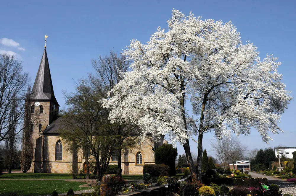 Mature Magnolia denudata (Lily Tree) adorned with white flowers, beautifully situated in front of a church.
