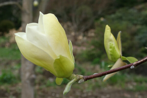 Close-up of Magnolia 'Elizabeth' featuring its striking yellow flowers and lush green leaves, with a blurred background.
