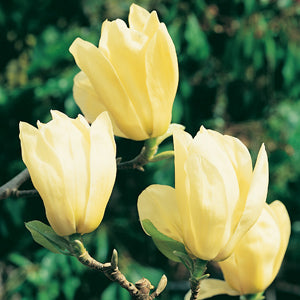 Close-up of Magnolia 'Elizabeth' showcasing bright yellow flowers with lush green leaves blurred in the background.
