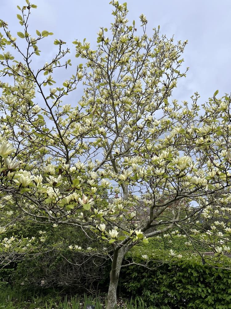 Mature Magnolia 'Elizabeth' tree planted with a hedge behind, prominently displaying its vibrant yellow flowers.
