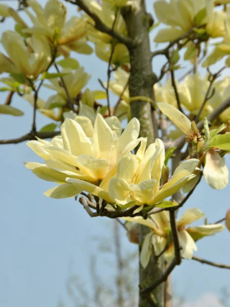 Close-up of Magnolia 'Elizabeth' highlighting its beautiful yellow flowers, complemented by lush green foliage in the background.
