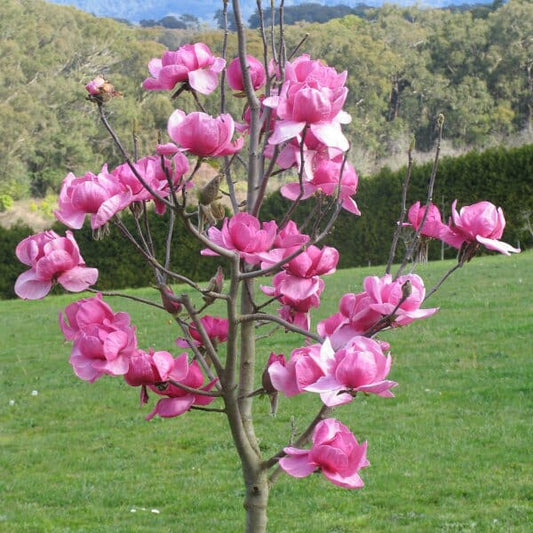 Close shot of a small Magnolia 'Felix' tree displaying vivid pinky flowers in a picturesque rural farm setting.
