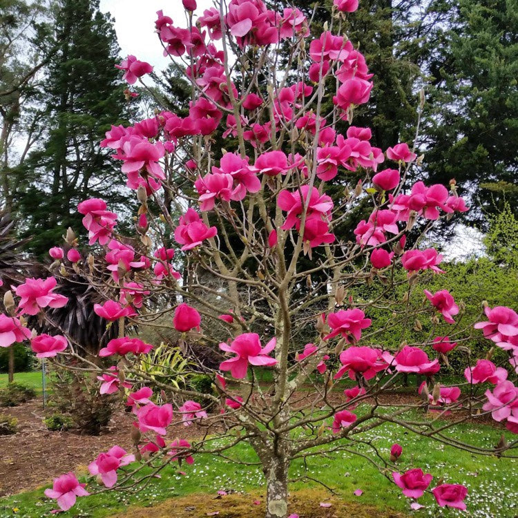 Mature Magnolia 'Felix' tree in a rural setting, adorned with vibrant pink flowers, enhancing the natural landscape.