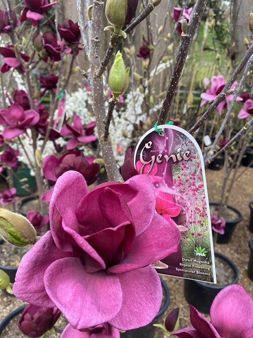 Close-up of Magnolia 'Genie' showcasing bright pink flowers in full bloom, highlighting their vibrant colour and delicate petals.