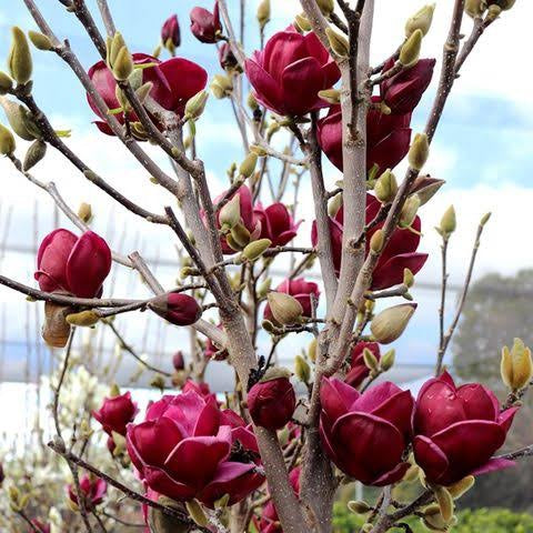 Another close-up of Magnolia 'Genie' featuring stunning bright pink flowers, displaying intricate petal details.
