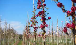 Rows of Magnolia 'Genie' trees in a garden setting, adorned with pinky red flowers as they establish and thrive.
