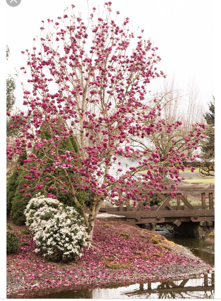 Mature Magnolia 'Genie' tree shedding leaves onto the bank, with a wooden bridge crossing the water in the background.
