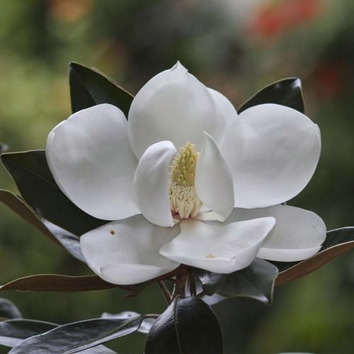 "Close-up of Magnolia grandiflora 'Little Gem' showcasing a beautiful white flower in full bloom."