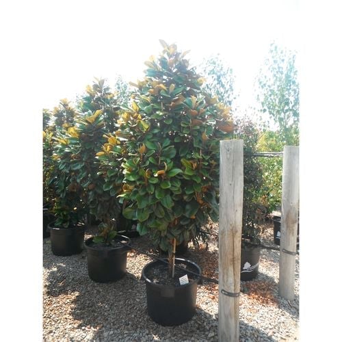 "Magnolia grandiflora 'Teddy Bear' plants in pots, ready for sale, with the nursery backdrop showcasing a variety of plants."
