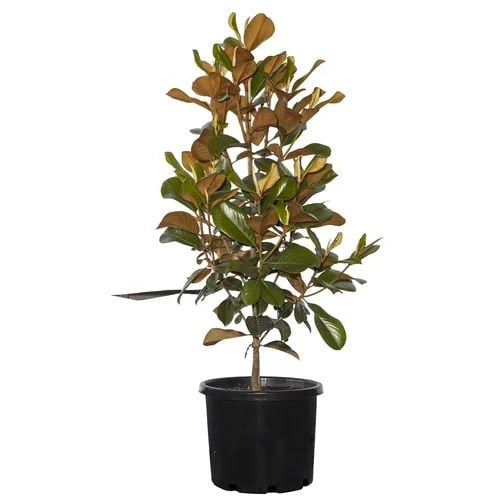 "Magnolia grandiflora 'Teddy Bear' in a pot, ready for sale at Nursery Warehouse, featuring its glossy leaves and compact form."
