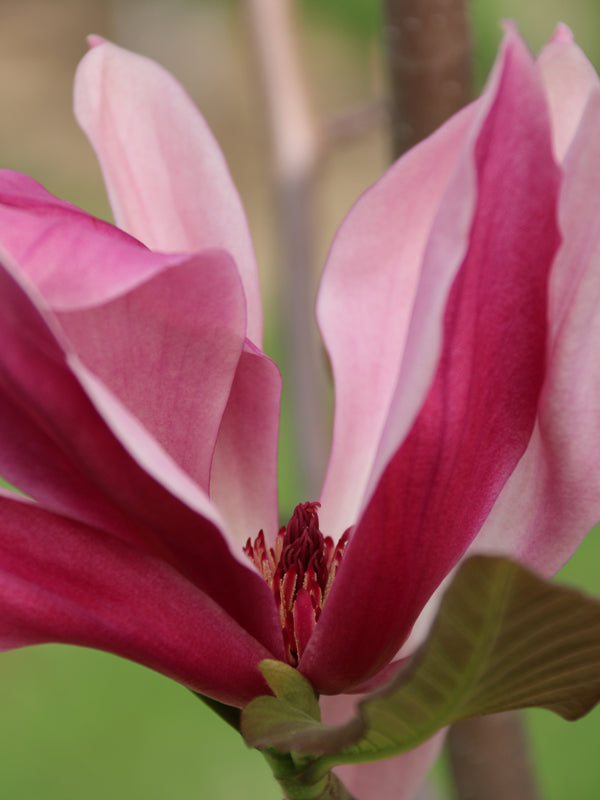 Close-up of Magnolia 'Mercury' showcasing a pinky flower blossoming, highlighting its delicate petals and vibrant colour.
