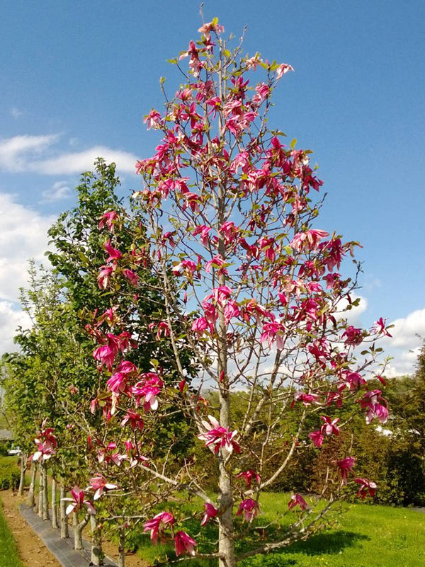 Mature Magnolia 'Mercury' tree covered in abundant pink flowers, creating a stunning display in a garden setting.
