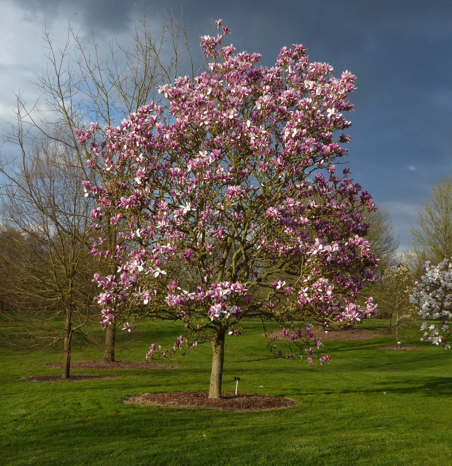 Another view of a mature Magnolia 'Mercury' tree, fully adorned with pink flowers and leaves, enhancing the beauty of the landscape.
